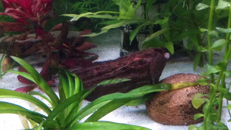 pflanze von Inai Whang (15)