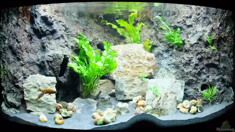 Pflanzen - Jan 2016 von Harald Götz (11)