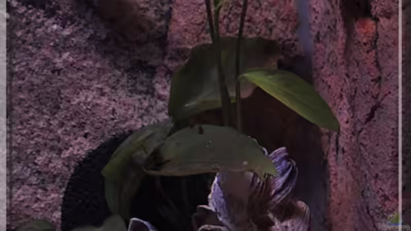 Pflanzen (1) - Anubias... von ***ELLIS*** (7)