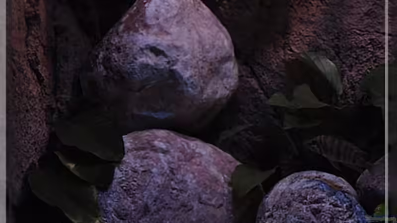 Pflanzen (2) - weitere Anubias... von ***ELLIS*** (8)