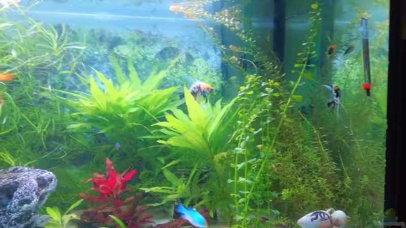 pflanzen 2 von Inai Whang (16)