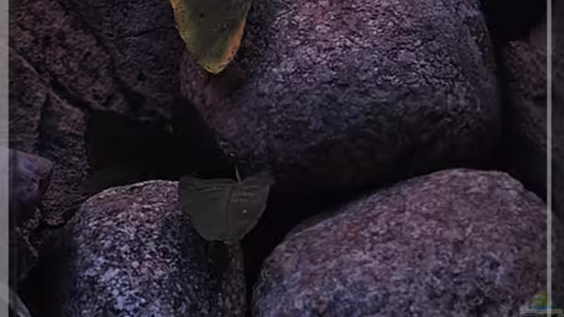 Pflanzen (3) - noch mehr Anubias... :-) von ***ELLIS*** (9)