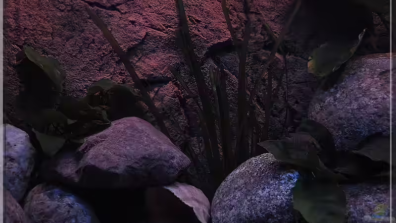 Pflanzen (4) - einige Vallisnerien im Hintergrund... von ***ELLIS*** (10)