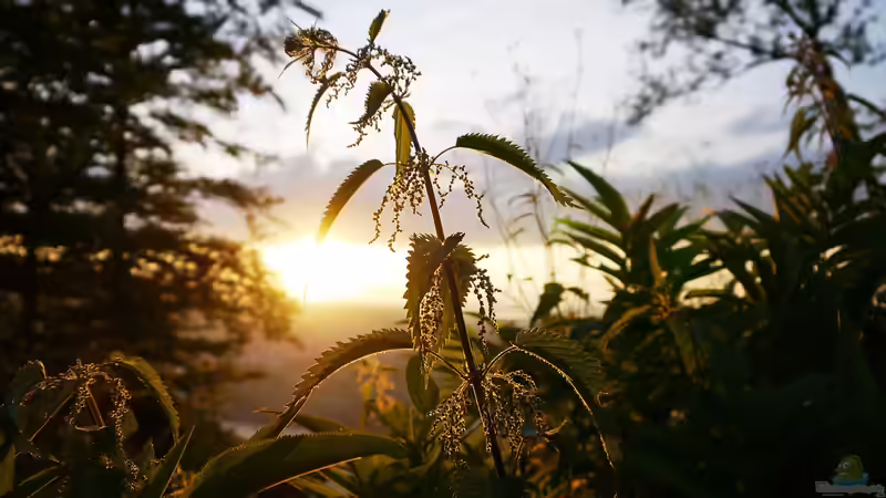Pflanzen als Bioindikatoren für Boden und Wasserqualität