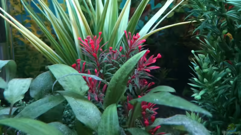 Pflanzen & Deko 04 von Hanse-Hannes (26)