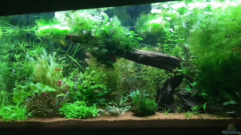 Pflanzen angewachsen von Der Südamerikaner (5)