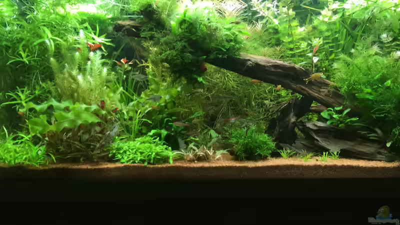 Pflanzen angewachsen von Der Südamerikaner (6)