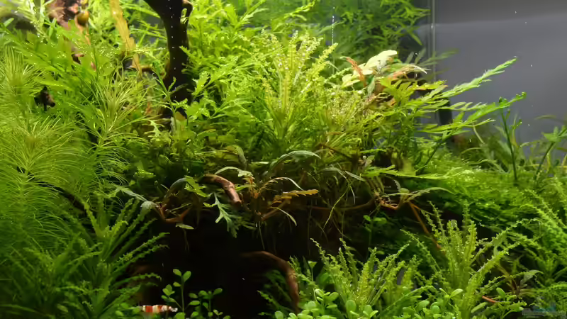 Pflanzen auf Wurzeln aufgebunden  von Gallius (5)