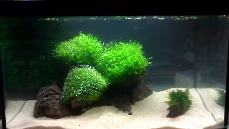 Pflanzen aufgebunden von Marc Joist (4)