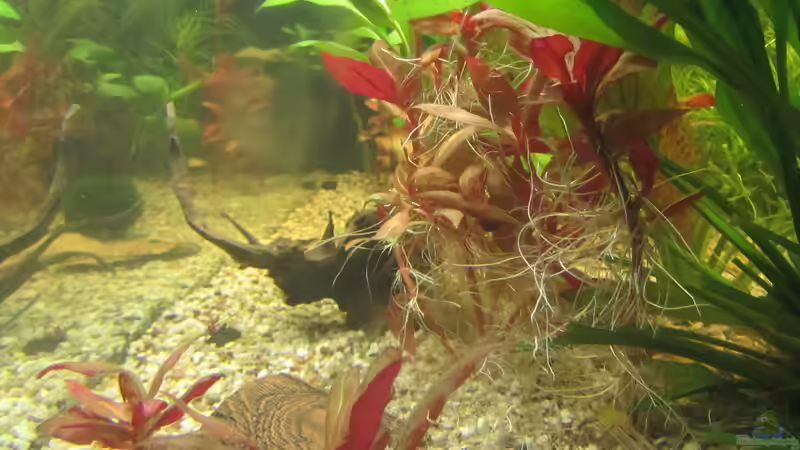 Pflanzen aufgelockert um zukünftig mehr Fülle zu erhalten! von Mofafi-Liebhaber (42)