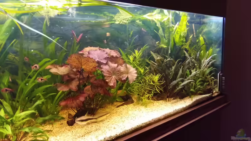 Pflanzen ausgewechselt, Ableger von  der Mutterpflanze entfernt und eingepflanzt. von Hans-Walter Bandt (21)