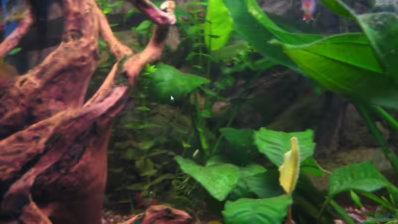 Pflanzen (Bacopa caroliniana) von Marco Weis (16)