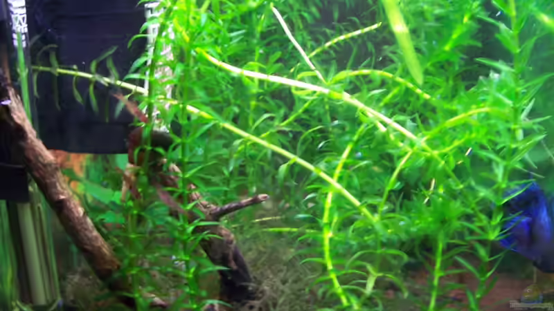 Pflanzen Bild 2 von Drako (5)