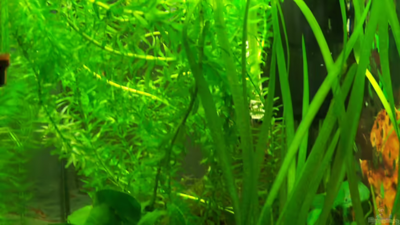 Pflanzen Bild 3 von Drako (6)