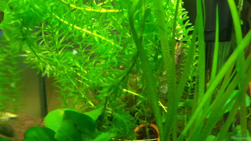 Pflanzen Bild 4 von Drako (7)