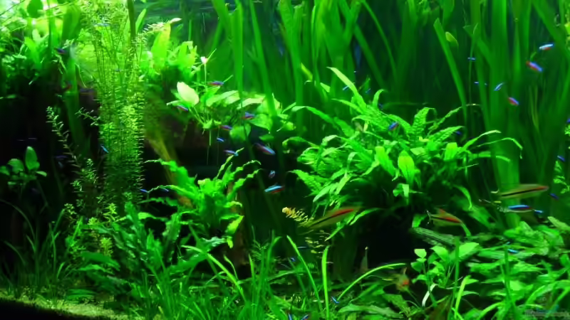 Pflanzen Bild1 von Maggus (4)