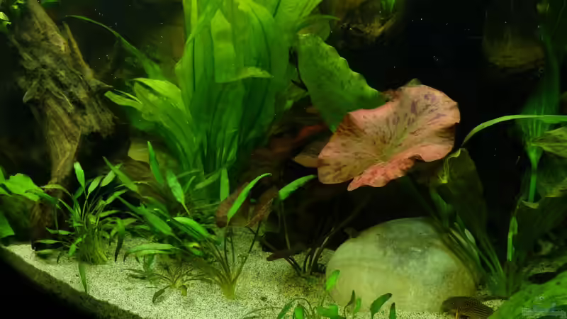 ´Pflanzen-Dschungle´ 30.12.12 von nokoeh (21)