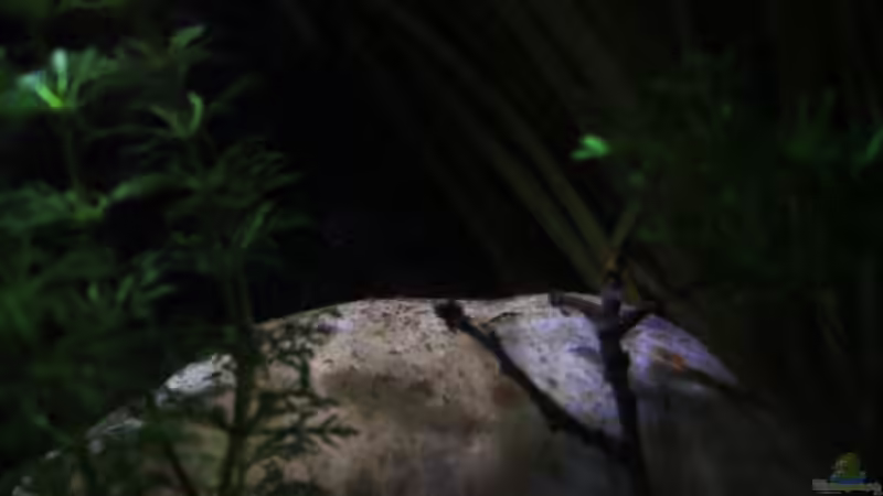 Pflanzen Eindrücke in der Nacht von Florian Bandhauer (16)