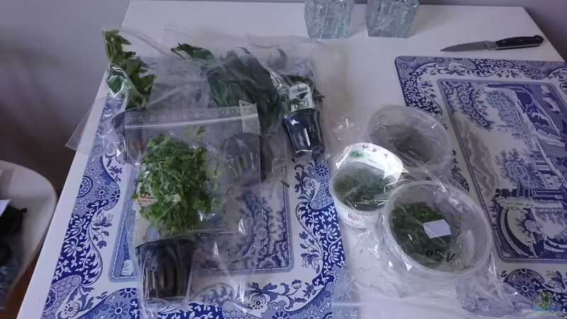 Pflanzen eingetroffen von ulli85 (2)