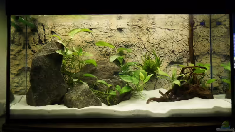 Pflanzen ergänzt von Heiko Bertsch (5)