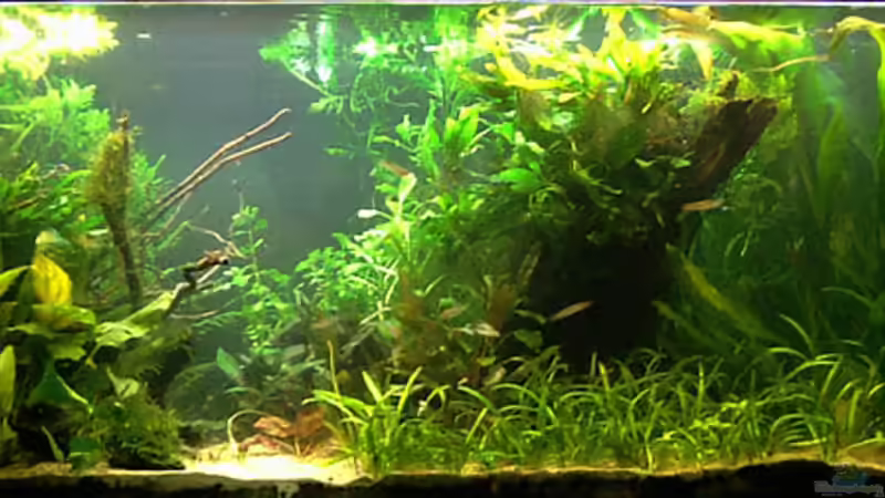 Pflanzen etwas umgesetzt, 08-12-09 von Mario74 (6)