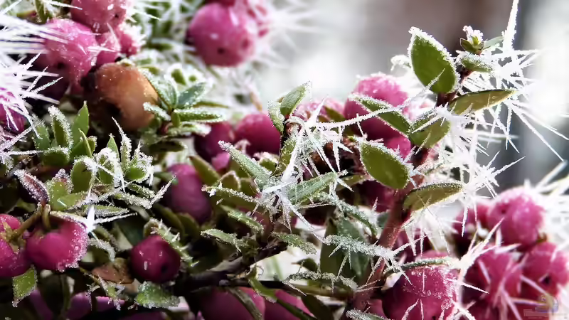 Pflanzen für Allerheiligen - Die schönsten Blumen und Pflanzen zur Grabgestaltung im Herbst
