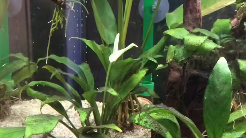 Pflanzen für das ostafrikanische Buntbarschaquarium Teil 1:  Anubias afzelii