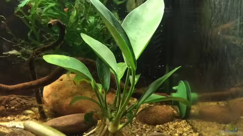 Pflanzen für das ostafrikanische Buntbarschaquarium Teil 1:  Anubias afzelii