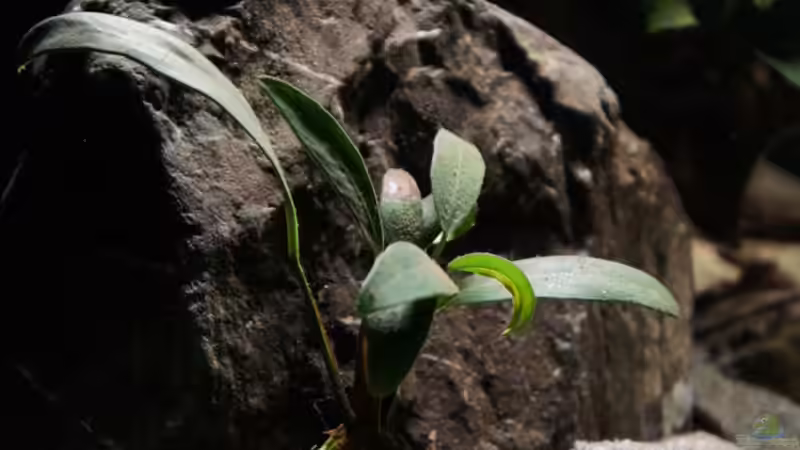 Pflanzen für das ostafrikanische Buntbarschaquarium Teil 1:  Anubias afzelii