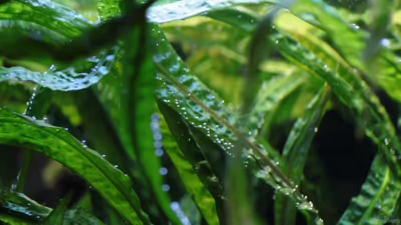 Pflanzen für das ostafrikanische Buntbarschaquarium Teil 6: Cryptocoryne