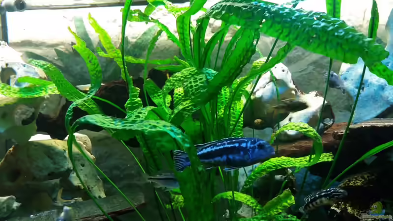 Pflanzen für das ostafrikanische Buntbarschaquarium Teil 6: Cryptocoryne