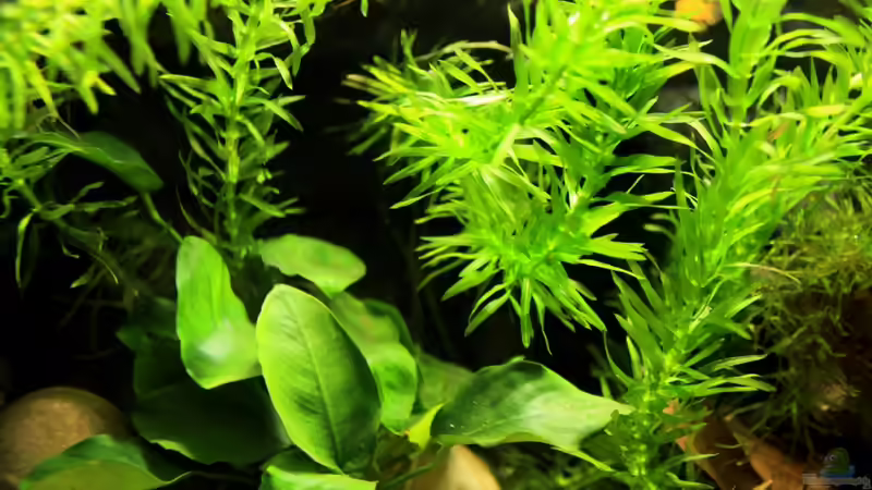 Pflanzen für das ostafrikanische Buntbarschaquarium Teil 7: Egeria densa