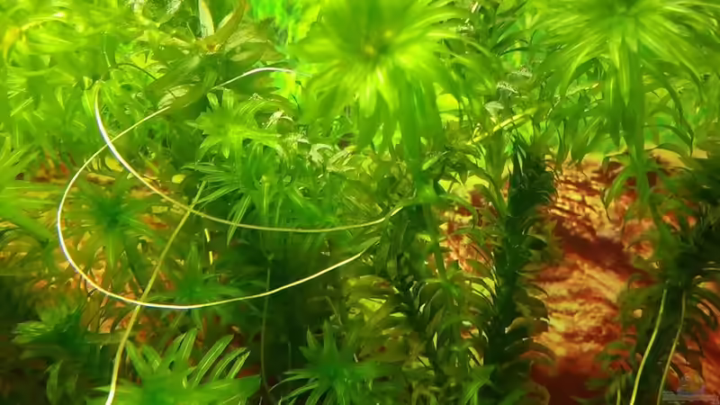 Pflanzen für das ostafrikanische Buntbarschaquarium Teil 7: Egeria densa