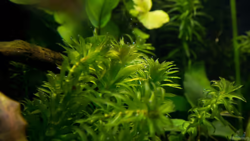 Pflanzen für das ostafrikanische Buntbarschaquarium Teil 7: Egeria densa