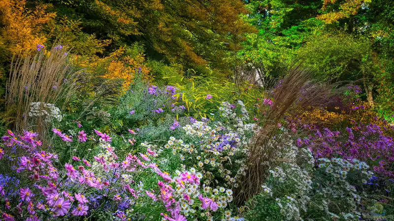 Pflanzen für den Naturgarten: Das sind die Gos und No-Gos