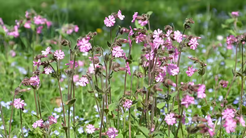 Pflanzen für den Naturgarten: Das sind die Gos und No-Gos
