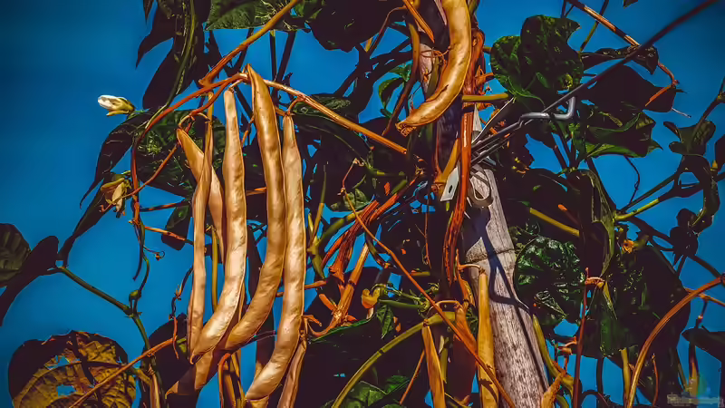 Pflanzen für Gartenanfänger: Schneller Erfolg im neuen Hobby