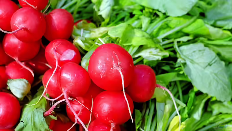 Pflanzen für Gartenanfänger: Schneller Erfolg im neuen Hobby