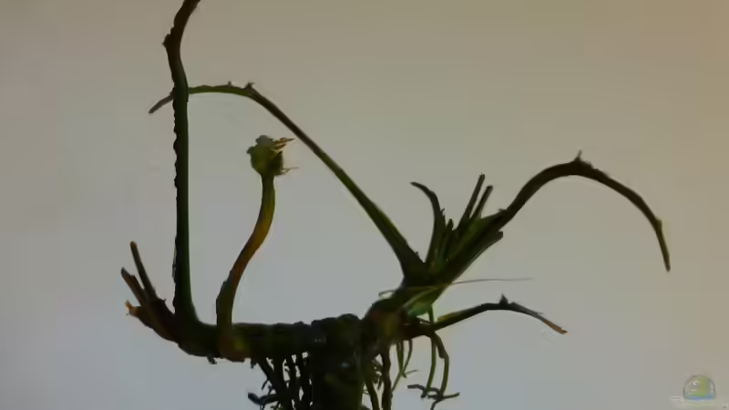 Pflanzen fürs Barschaquarium? von Blackwater (5)