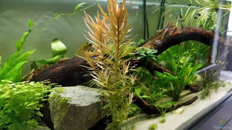 Pflanzen gedeihen gut von Woidma (67)