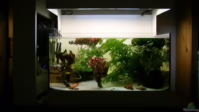 Pflanzen gerade eíngetroffen! von Fredo Fuss (23)