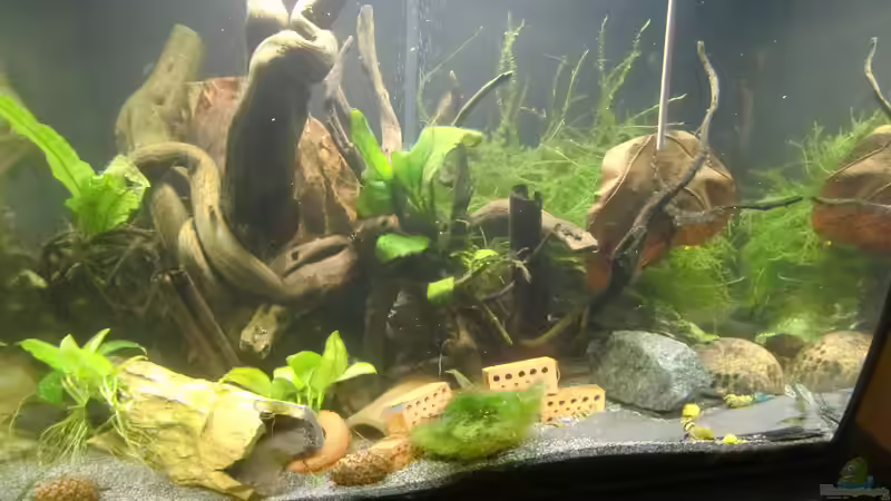 Pflanzen gesamt von HOTU (9)