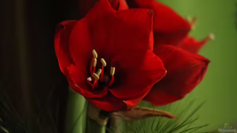 Pflanzen hab ich auch !! Aber nicht im Becken ;) von Sergio10 (2)