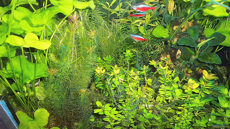 Pflanzen haben sich wieder langsam erholt. Stand - 10 Mai von odin 68 (125)