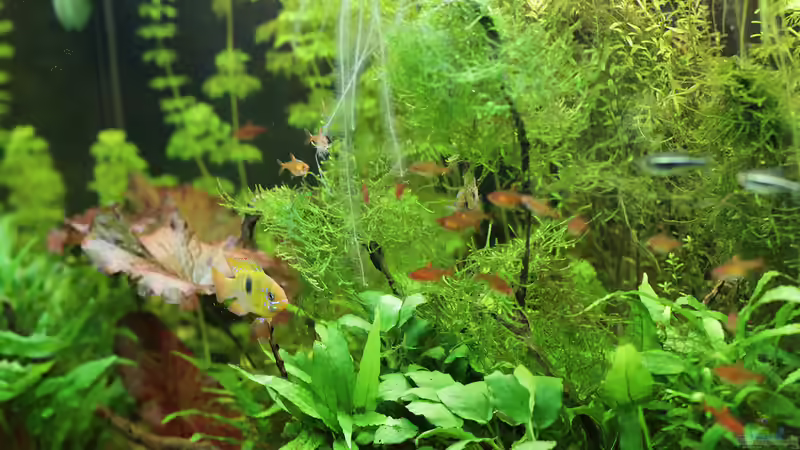 Pflanzen Hintergrund von INGE (4)