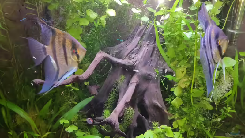 Pflanzen Hölle von Max Wolf (15)