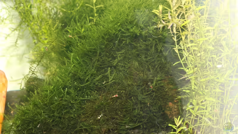 Pflanzen im Aquarium 1. Versuch Nano Cube von Ralf Kottmeier (12)