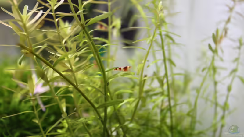 Pflanzen im Aquarium 1. Versuch Nano Cube von Ralf Kottmeier (13)