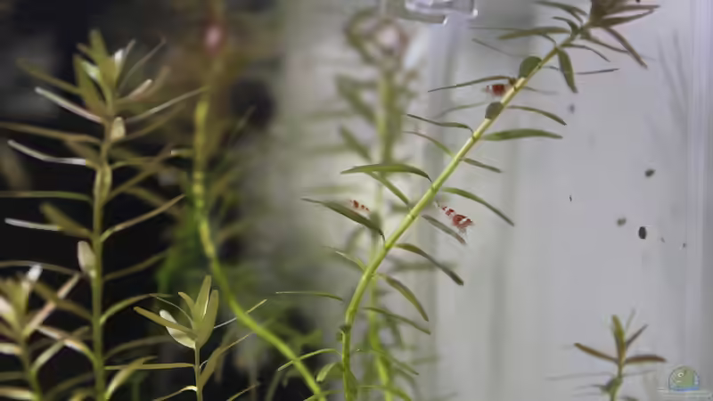 Pflanzen im Aquarium 1. Versuch Nano Cube von Ralf Kottmeier (14)