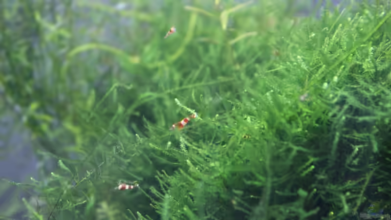 Pflanzen im Aquarium 1. Versuch Nano Cube von Ralf Kottmeier (15)